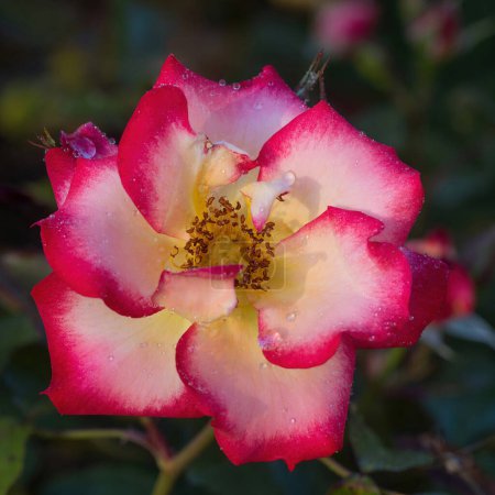 "Betty Boop" Floribunda Rose in Blüte. Städtischer Rosengarten von San Jose in San Jose, Kalifornien.
