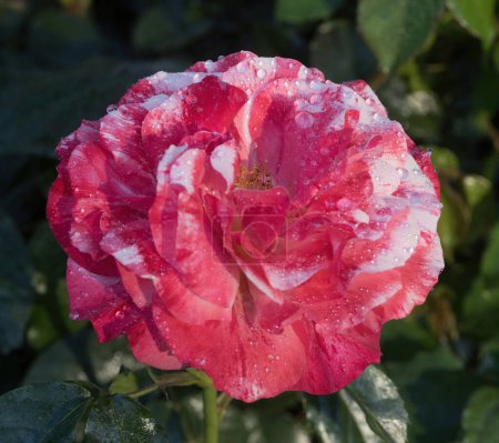 'Frida Kahlo' Floribunda Rose in Bloom. San Jose Municipal Rose Garden in San Jose, California.