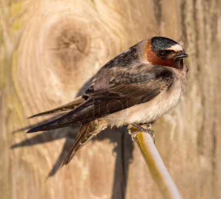 Adult Cliff Swallow sitzt auf Draht. Palo Alto Baylands, Santa Clara County, Kalifornien, USA.