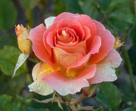 'Brass Band' Apricot Blend Floribunda Rose in Bloom. San Jose Municipal Rose Garden in San Jose, California.