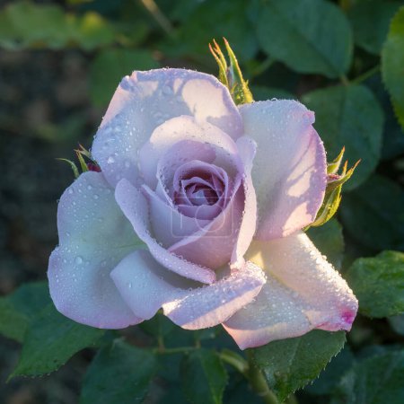'Silver Lining' Floribunda Rose in Bloom. San Jose Municipal Rose Garden in San Jose, California.