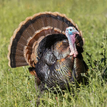 Male (Tom) Wild Turkey Strutting and Displaying (en inglés). Los Altos Hills, Condado de Santa Clara, California, EE.UU..