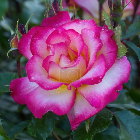 'Rainbow Sorbet' Floribunda Rose in Bloom. San Jose Municipal Rose Garden in San Jose, California.