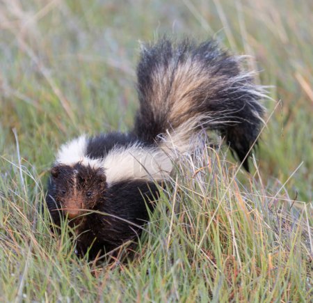 Alerta a Skunk a rayas con cara de barro. Monte Bello Open Space Preserve, Condado de Santa Clara, California, EE.UU..