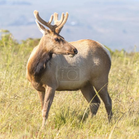 Tule Elk Buck à Tomales Point, Point Reyes National Seashore, comté de Marin, Californie, États-Unis.