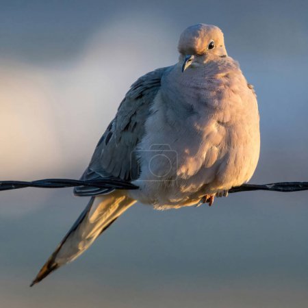 Mourning Dove perching on wire at sunset. Palo Alto Baylands, Santa Clara County, California, USA.