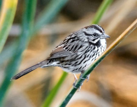 Song Sparrow perching on low shrub. Palo Alto Baylands, Santa Clara County, California.