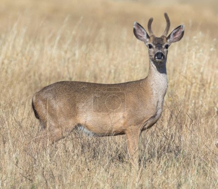 Black-tailed Deer Buck Grazing. Edgewood Park and Natural Preserve, San Mateo County, California, USA.