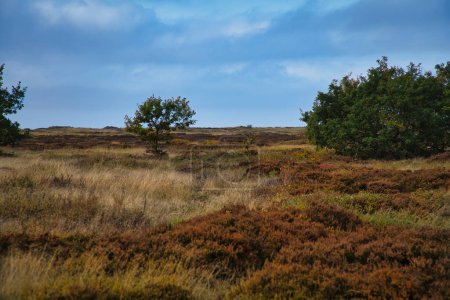 Devant un paysage avec de l'herbe et de la bruyère au Danemark, devant les dunes. Arbres et nuages, avec nuages clairs et soleil. Paysage tourné depuis la Scandinavie