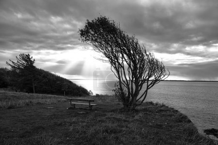 Photo for Tree bent by wind, taken in black and white, with bench on a cliff by the sea. View in Denmark on the Kattegatt. Break during a hike. Landscape shot from the Baltic Sea - Royalty Free Image