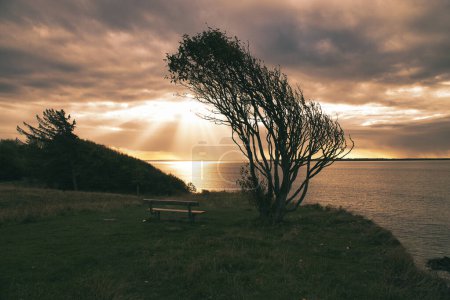 Photo for Tree bent by wind, with bench on cliff by sea. View in Denmark on the Kattegatt. Break during a hike. Landscape shot from the Baltic Sea - Royalty Free Image