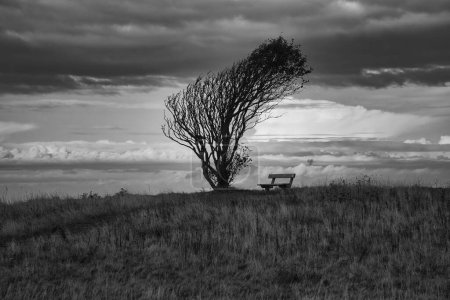 Photo for Tree bent by wind, taken in black and white, with bench on a cliff by the sea. View in Denmark on the Kattegatt. Break during a hike. Landscape shot from the Baltic Sea - Royalty Free Image