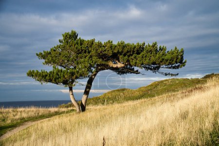 Photo for Pine tree on a meadow on the coast of Denmark. Shape of the tree grown by the wind. Landscape shot from the sea - Royalty Free Image