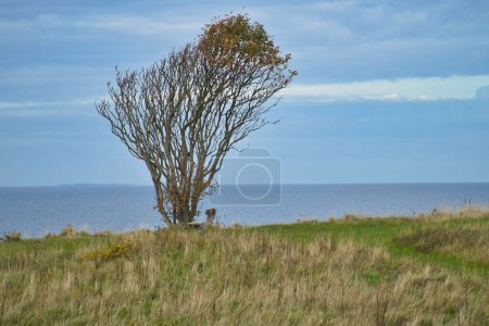 Photo for Tree bent by wind, with bench on cliff by sea. View in Denmark on the Kattegatt. Break during a hike. Landscape shot from the Baltic Sea - Royalty Free Image