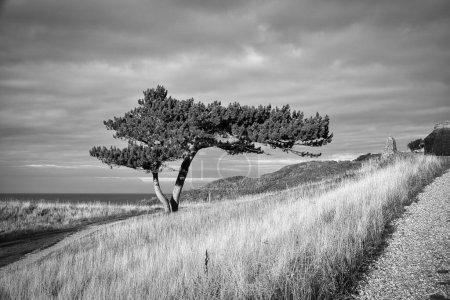 Photo for Pine tree in black and white taken on a meadow on the coast of Denmark. Shape of the tree grown by the wind. Landscape shot from the sea - Royalty Free Image
