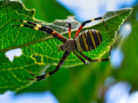 Téléchargez les photos : L'araignée guêpe est devenue l'araignée de l'année en 2001. Sur une prairie dans le jardin. Macro shot. Insectes photo - en image libre de droit