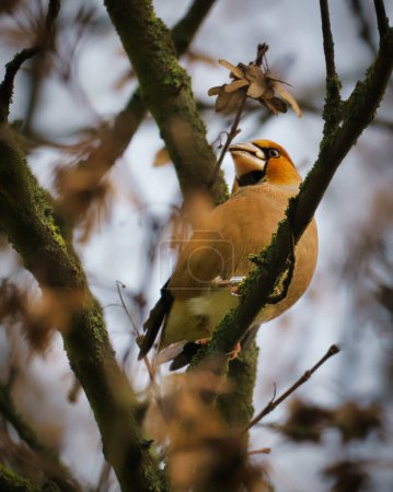 Foto de Un pinzón en una rama del árbol. Colorido pájaro en Alemania. Foto animal - Imagen libre de derechos