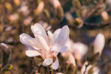 Foto de La magnolia florece en un árbol de magnolia. Los árboles de magnolia son un verdadero esplendor en la temporada de floración. Un atractivo en el paisaje - Imagen libre de derechos