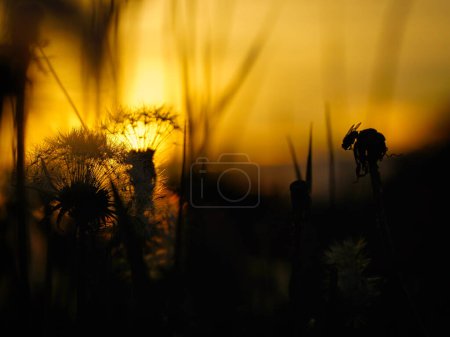 Photo for Dandelion in the sunset with beautiful bokeh. Light breaks through the flower. Nature photo - Royalty Free Image