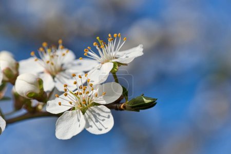 Photo for Branch with cherry blossom on fruit tree in garden. Blossom in spring. Background with bokeh. Blossoms photo from nature - Royalty Free Image