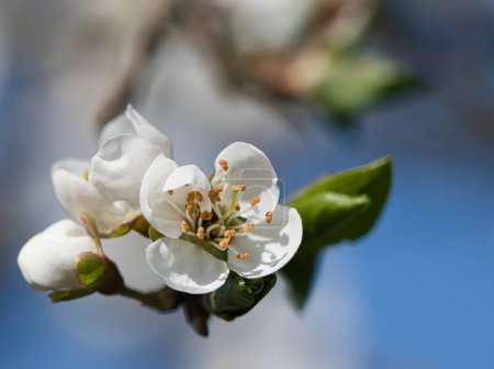 Photo for Branch with cherry blossom on fruit tree in garden. Blossom in spring. Background with bokeh. Blossoms photo from nature - Royalty Free Image