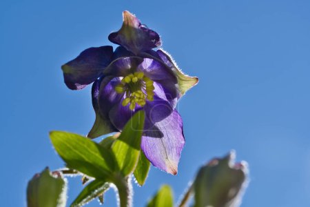 Foto de Blue purple wild orchid on a green meadow. Flower photo from nature. Landscape photo - Imagen libre de derechos
