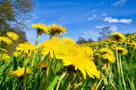 Téléchargez les photos : Dandelion or dandelion, also known as dandelion. Yellow petals on your green field. Nature photo - en image libre de droit