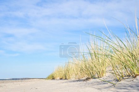 Dune on the beach of the Baltic Sea with dune grass. White sandy beach on the coast. Blue sky. Landscape shot from nature