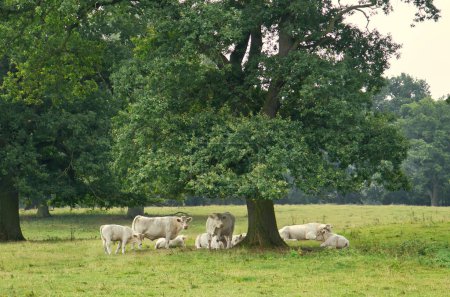 Foto de White cattle on the meadow under a tree. Farm animal for meat production. Stronger hoofed animal. Photo of animal from agriculture - Imagen libre de derechos