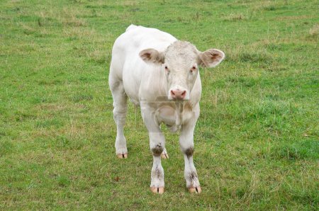 Foto de White cow calf on the meadow. Farm animal for meat production. Stronger hoofed animal. Photo of animal from agriculture - Imagen libre de derechos