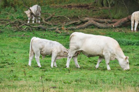 Foto de White bovine calf drinking with its mother in the meadow. Farm animal for meat production. Stronger hoofed animal. Photo of animal from agriculture - Imagen libre de derechos