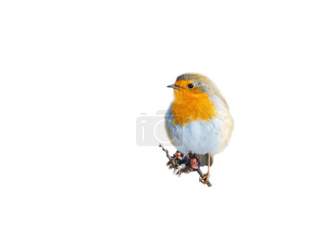 Photo for Robin isolated, cropped for editing. Songbird with red, white and orange plumage. Bird from nature - Royalty Free Image
