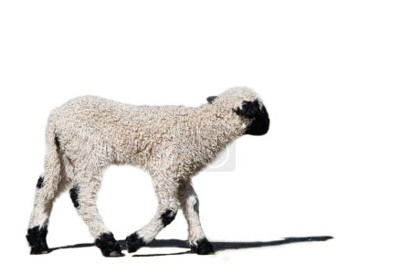 schwarz-weißes Lamm isoliert, der Bearbeitung ausgesetzt. Nutztiere vom Bauernhof. Kleines Säugetier mit Wolle. Tierbaby aus der Natur