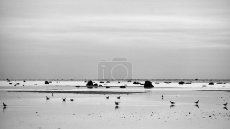 Photo for Seagulls at low tide in the sand on the coast of Poel at sunset. black and white shot at evening hour. Landscape shot from the Baltic Sea - Royalty Free Image