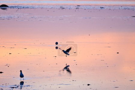 Photo for Seagull on the beach. The sunset is reflected in the wet sand. In the background still waves. Low tide on the coast of the Baltic Sea. Landscape photo with wildlife - Royalty Free Image