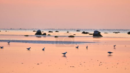 Photo for Seagulls at low tide in the sand on the coast of Poel at sunset. Pastel colors at evening hour. Landscape shot from the Baltic Sea - Royalty Free Image