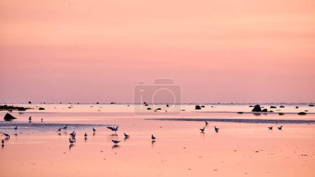 Photo for Seagulls at low tide in the sand on the coast of Poel at sunset. Pastel colors at evening hour. Landscape shot from the Baltic Sea - Royalty Free Image