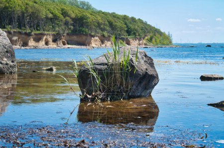 Photo for Single rock in the sea with grass. The stone lies in the Baltic Sea in sunshine. Landscape shot from German nature - Royalty Free Image