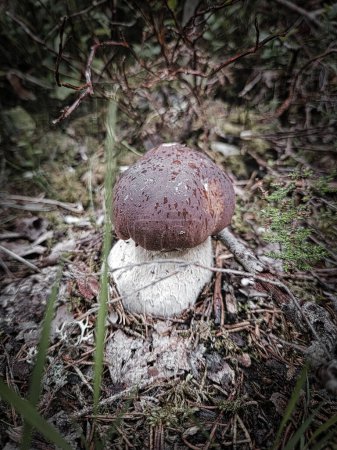 Foto de Boletus hongo en el bosque en el suelo. Gorra marrón, tallo blanco del hongo. Delicadeza de la naturaleza. Recoger alimentos. - Imagen libre de derechos