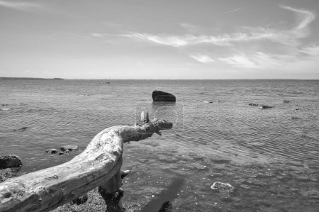 Photo for Island Poel on the Baltic Sea taken in black and white. Tree trunk protrudes into the Baltic Sea and casts a shadow. Stone in shallow water. Blue sky on horizon with light veil clouds. Vacation - Royalty Free Image