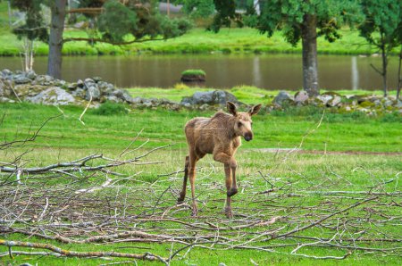 Foto de Bebé alce en movimiento en un prado. Un animal joven del bosque. Rey del bosque. Piel marrón del mamífero. Foto animal de Escandinavia, Suecia - Imagen libre de derechos