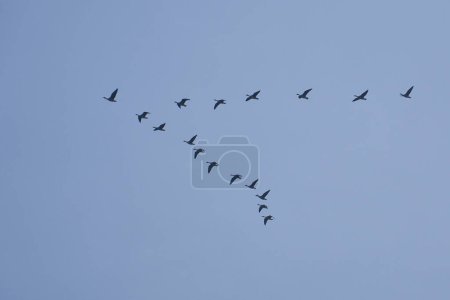 Kranichgruppe am Himmel in V-Formation. Zugvögel auf dem Rückweg. Tierfoto aus der Natur