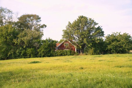 Foto de Casa sueca roja rodeada de árboles. Delante de ella un gran prado con hierba verde. Paisaje de Escandinavia - Imagen libre de derechos