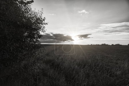 Photo for Sunset at the edge of a forest bordering a field in Sweden on the island of Oeland. Nature photo from Scandinavia - Royalty Free Image