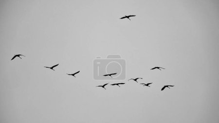 Grupa dźwigów na niebie w formacji V. Ptaki wędrowne w drodze powrotnej. Fotografia zwierząt z natury