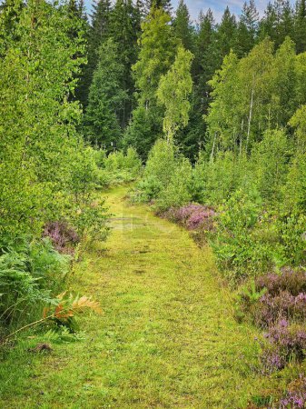 Photo for Forest path overgrown with grass. Heather at the edge of the path. Trees and forest along the path. Landscape from Sweden - Royalty Free Image