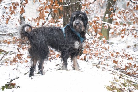 Goldendoodle in the snow. Snowy forest. Black curly fur with light brown markings. Animal photo in nature