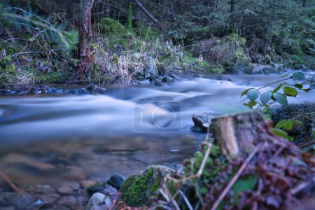 Long exposure shot of a river, forest floor in the foreground. Forest in the background. Picturesque nature