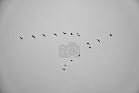 Cranes fly in V formation in the sky. Migratory birds on the Darss. Taken in black and white.
