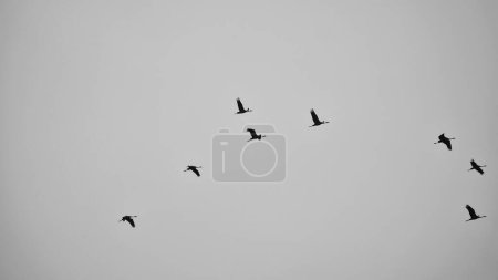 Kraniche fliegen in V-Formation am Himmel. Zugvögel auf dem Darß. Schwarz-weiß aufgenommen.